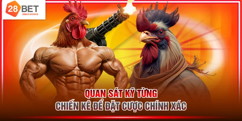 Quan sát kỹ từng chiến kê để đặt cược chính xác